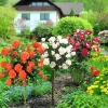 WILLEMSE FRANCE - Collection de 3 rosiers tiges : ramona, korbin, osiria - le paquet de 3 racines nues / tige 90-100cm
