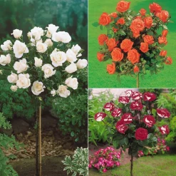 WILLEMSE FRANCE - Collection de 3 rosiers tiges : ramona, korbin, osiria - le paquet de 3 racines nues / tige 90-100cm
