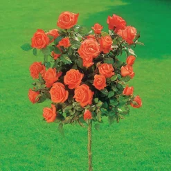 WILLEMSE FRANCE - Collection de 3 rosiers tiges : ramona, korbin, osiria - le paquet de 3 racines nues / tige 90-100cm