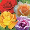 WILLEMSE FRANCE - Collection de 4 rosiers : whisky, malaga, lune bleue, magie parfum - les 4 mottes / 3+ branches