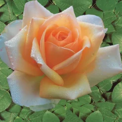 WILLEMSE FRANCE - Collection de 4 rosiers : whisky, malaga, lune bleue, magie parfum - les 4 mottes / 3+ branches