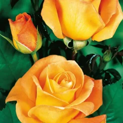 WILLEMSE FRANCE - Collection de 4 rosiers : whisky, malaga, lune bleue, magie parfum - les 4 mottes / 3+ branches