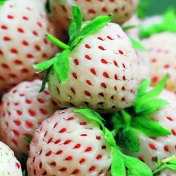 WILLEMSE FRANCE - Collection de 4 fraisiers originaux - les 4 pots / ø 9cm / hauteur livrée environ 9cm