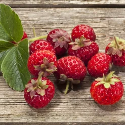 WILLEMSE FRANCE - Collection de 4 fraisiers originaux - les 4 pots / ø 9cm / hauteur livrée environ 9cm