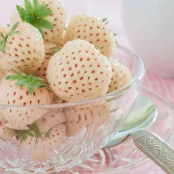 WILLEMSE FRANCE - Collection de 4 fraisiers originaux - les 4 pots / ø 9cm / hauteur livrée environ 9cm