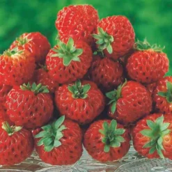 WILLEMSE FRANCE - Collection de 4 fraisiers originaux - les 4 pots / ø 9cm / hauteur livrée environ 9cm