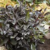 WILLEMSE FRANCE - Cornouiller blanc nightfall® - le godet / ø 9cm