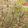 WILLEMSE FRANCE - Cornouiller blanc miracle® - le godet / ø 9cm