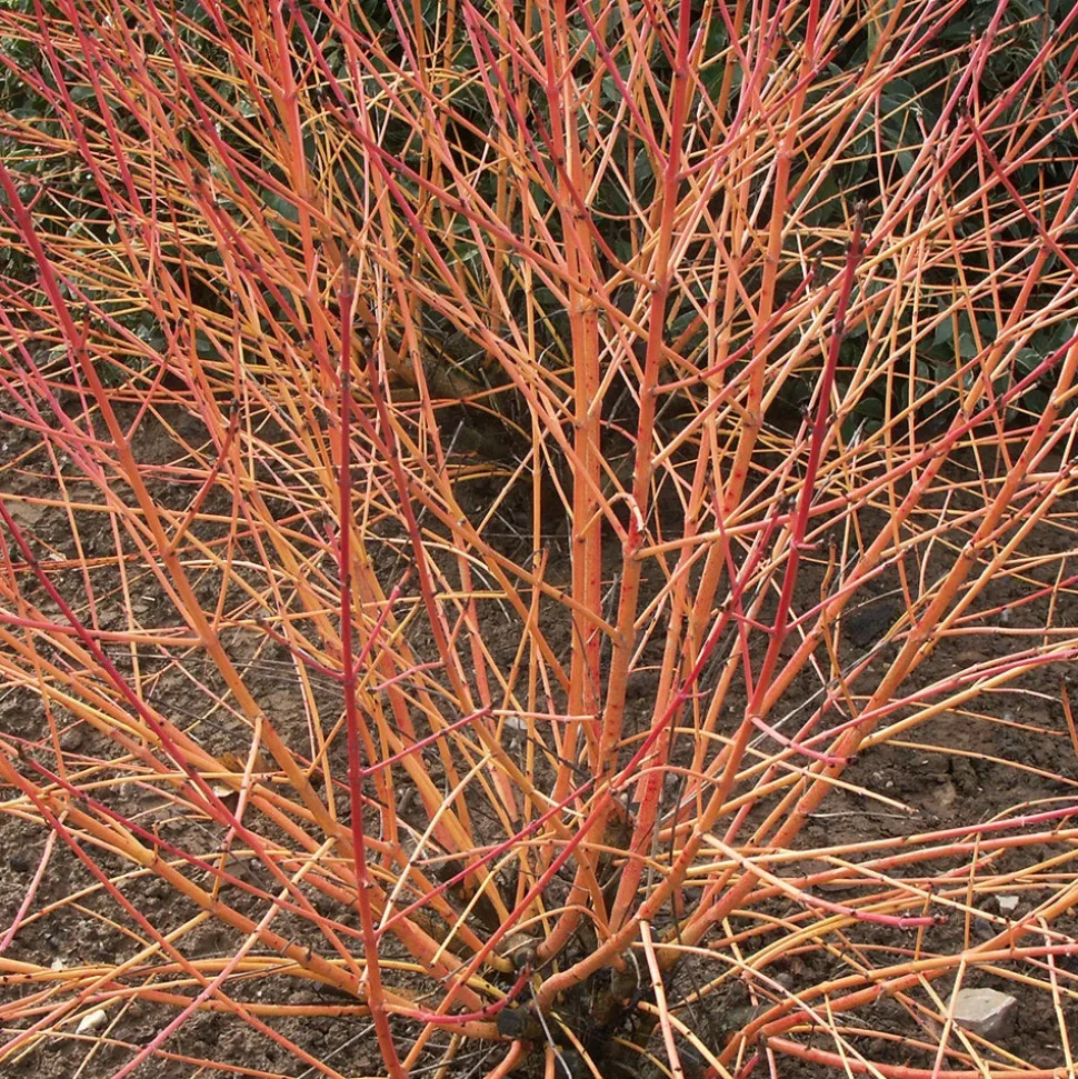 WILLEMSE FRANCE - Cornouiller fluo winter flame - le pot / 1.3l / hauteur livrée 20-30cm, vendu par lot de 2