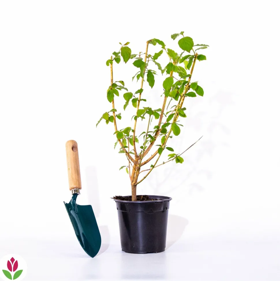 WILLEMSE FRANCE - Cornouiller fluo winter flame - le pot / 1.3l / hauteur livrée 20-30cm, vendu par lot de 2