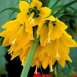 WILLEMSE FRANCE - Couronne impériale jaune - le sachet de 1 bulbe / circonférence 20-24cm, vendu par lot de 6
