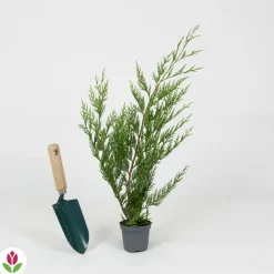 WILLEMSE FRANCE - Cyprès de leyland - le pot / ø 9cm / hauteur livrée environ 30cm, vendu par lot de 4