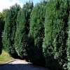 WILLEMSE FRANCE - Faux cyprès de lawson - le pot / ø 9cm / hauteur livrée 20-25cm
