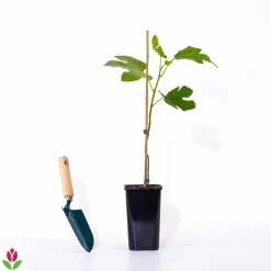 WILLEMSE FRANCE - Figuier brown turkey - le pot / ø 9cm / hauteur livrée 20-25cm