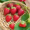 WILLEMSE FRANCE - Fraisier remontant cirafine - le paquet de 6 en pots de 7 cm