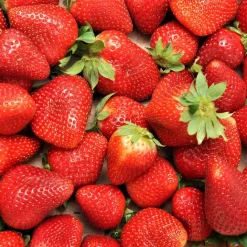 WILLEMSE FRANCE - Fraisier remontant charlotte - le paquet de 6 en pots de 7 cm