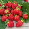 WILLEMSE FRANCE - Fraisier rubis des jardins - le paquet de 5 en racines nues