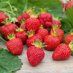 WILLEMSE FRANCE - Fraisier rubis des jardins - le paquet de 5 en racines nues