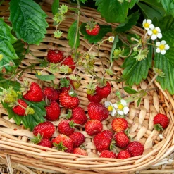 WILLEMSE FRANCE - Fraisier des bois alexandria - le pot / ø 9cm