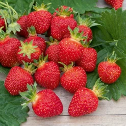 WILLEMSE FRANCE - Fraisier rubis des jardins - le paquet de 20 plants en racines nues