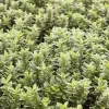 WILLEMSE FRANCE - Fusain du japon microphyllus albovariegatus - le pot / ø 9cm, vendu par lot de 2