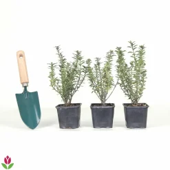 WILLEMSE FRANCE - Fusain du japon microphyllus albovariegatus - le pot / ø 9cm, vendu par lot de 2
