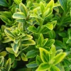 WILLEMSE FRANCE - Fusain du japon aureovariegatus - le pot / ø 9cm, vendu par lot de 2