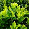 WILLEMSE FRANCE - Fusain du japon 'green spire' - le pot / ø 9cm, vendu par lot de 2