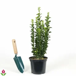 WILLEMSE FRANCE - Fusain du japon 'green spire' - le pot / ø 9cm, vendu par lot de 2