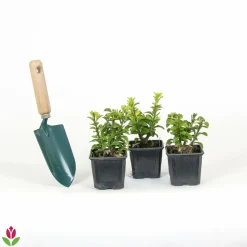 WILLEMSE FRANCE - Fusain du japon 'green spire' - le pot / ø 9cm, vendu par lot de 2
