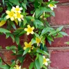 WILLEMSE FRANCE - Gelsemium sempervirens - le pot / ø 9cm