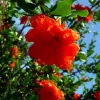 WILLEMSE FRANCE - Grenadier à fleurs - le pot / ø 9cm