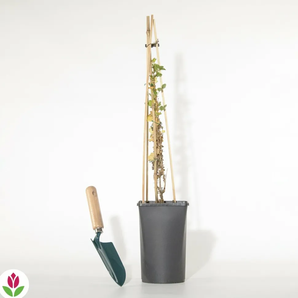WILLEMSE FRANCE - Groseillier à maquereau - le pot / 2l / hauteur livrée 40-50cm, vendu par lot de 2