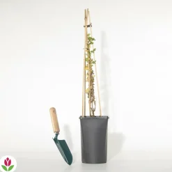 WILLEMSE FRANCE - Groseillier à maquereau - le pot / 2l / hauteur livrée 40-50cm, vendu par lot de 2
