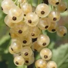WILLEMSE FRANCE - Groseillier white pearl - le pot / 2l / hauteur livrée 50-60cm