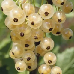 WILLEMSE FRANCE - Groseillier white pearl - le pot / 2l / hauteur livrée 50-60cm