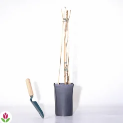 WILLEMSE FRANCE - Groseillier white pearl - le pot / 2l / hauteur livrée 50-60cm