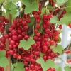 WILLEMSE FRANCE - Groseiller rovada - le paquet de 2 racines nues / 5-7 branches / hauteur livrée 30-40cm