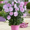WILLEMSE FRANCE - Hibiscus lavender chiffon - le pot / 2l / hauteur livrée 20-30cm, vendu par lot de 2