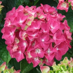 WILLEMSE FRANCE - Hortensia rose - le pot / ø 9cm, vendu par lot de 2