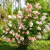 WILLEMSE FRANCE - Hortensia paniculé vanille fraise® renhy - le pot / 8cm, vendu par lot de 2