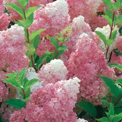 WILLEMSE FRANCE - Hortensia paniculé vanille fraise® renhy - le pot / 8cm, vendu par lot de 2