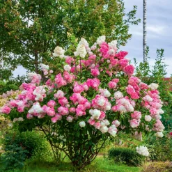 WILLEMSE FRANCE - Hortensia paniculé vanille fraise® renhy - le pot / 8cm, vendu par lot de 2