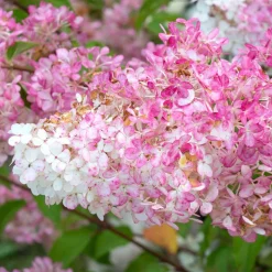 WILLEMSE FRANCE - Hortensia paniculé vanille fraise® renhy - le pot / 8cm, vendu par lot de 2