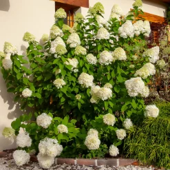 WILLEMSE FRANCE - Hortensia paniculé limelight® - le pot / ø 8cm, vendu par lot de 2
