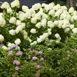 WILLEMSE FRANCE - Hortensia paniculé limelight® - le pot / ø 8cm, vendu par lot de 2