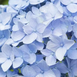 WILLEMSE FRANCE - Hortensia bleu - le pot / ø 9cm, vendu par lot de 2