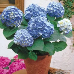WILLEMSE FRANCE - Hortensia bleu - le pot / ø 9cm, vendu par lot de 2