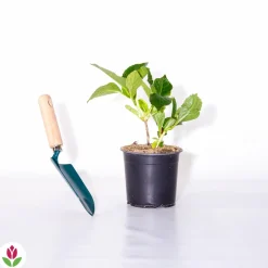 WILLEMSE FRANCE - Hortensia rouge - le pot / ø 9cm, vendu par lot de 2