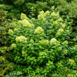 WILLEMSE FRANCE - Hortensia paniculé limelight® - le pot / ø 8cm